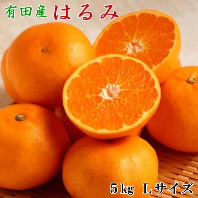 【厳選・濃厚】紀州有田産のはるみ約5kg(Lサイズ)  (日高町)