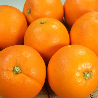 ネーブルオレンジ[約7kg]和歌山県有田産春みかん(果実サイズおまかせ)