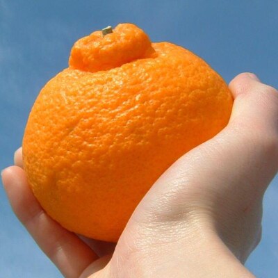 デコ不知火[約5kg]和歌山県有田産春みかん(果実サイズおまかせ)