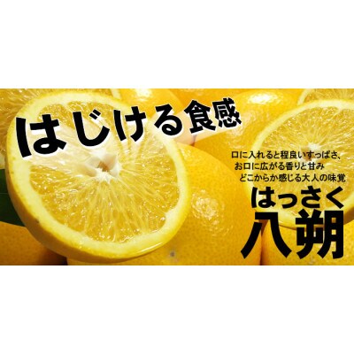 八朔(はっさく)[約10kg]和歌山県有田産春みかん(果実サイズおまかせ)