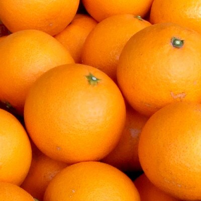 清見オレンジ[約5kg]和歌山県有田産春みかん(果実サイズおまかせ)