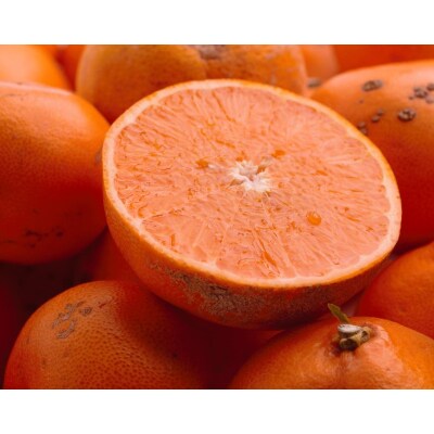 ＜2月発送＞家庭用 せとか2kg+60g(傷み補償分)【光センサー選果】【訳あり】