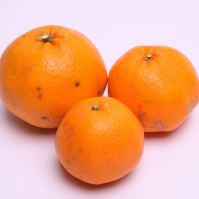 <2月より発送>家庭用はるみ1.5kg+45g(傷み補償分)【デコポンの姉妹品種 】【訳あり】