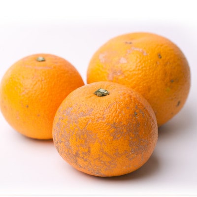 <先行受付>家庭用はっさく6kg+180g(傷み補償分)【八朔みかん】【わけあり】<1月より発送>