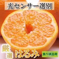 ＜先行受付＞厳選はるみ3.5kg+105g(傷み補償分)【不知火の姉妹品種・新食感春みかん】