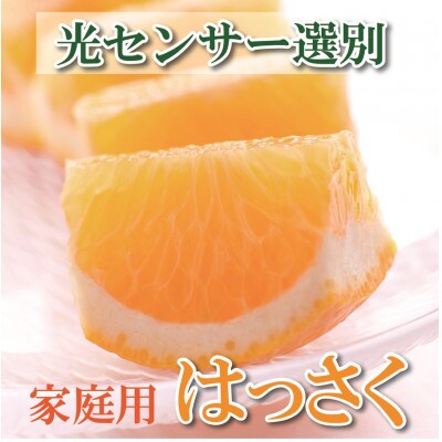 <4月より発送>家庭用 樹上完熟はっさく5kg+150g(傷み補償分)【春みかん】【訳あり】