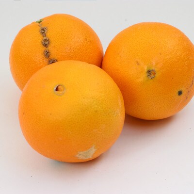 <2月より発送>家庭用 ネーブルオレンジ3kg+90g(傷み補償分)【訳あり】【光センサー選別】