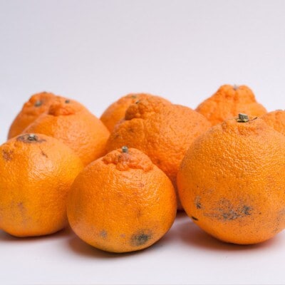 家庭用 不知火5kg+250g(傷み補償分)【デコポンと同品種・人気の春みかん】【訳あり】