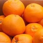 厳選 はるみ10kg+250g(傷み補償分)【デコポンの姉妹品種・新食感春みかん】【光センサー選別】