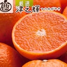 厳選 津之輝2.5kg+250g(傷み補償分)【つのかがやき】【せとかに似た柑橘】【光センサー選果】