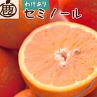 家庭用 セミノールオレンジ10kg+250g(傷み補償分)【春みかん】【訳あり】【光センサー選果】