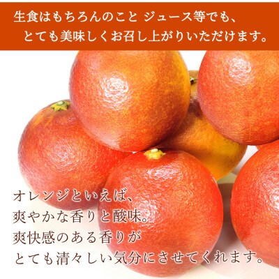 希少な柑橘!紀州有田産ブラッドオレンジ　約3kg 【ご家庭用】
