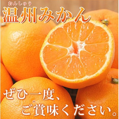【2026年11月中旬より発送】紀州有田産濃厚完熟温州みかん　5kg