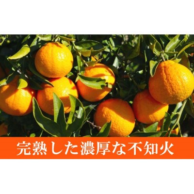 【2025年3月上旬発送】【ご家庭用】紀州有田産不知火(しらぬひ) 約8.5kg【日高町】