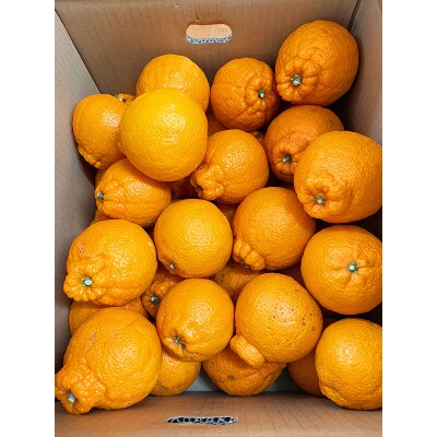 【ご家庭用】紀州有田産不知火(しらぬひ) 約8.5kg【日高町】