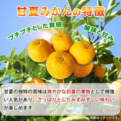 【2025年5月上旬以降発送】紀州有田産　初夏の柑橘　甘夏みかん　7kg【日高町】