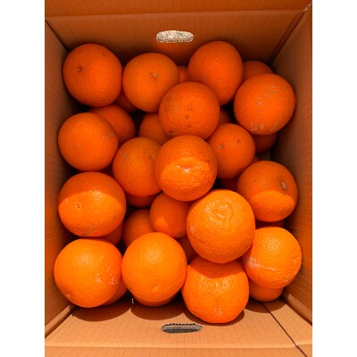 【2026年4月より発送】【ご家庭用訳アリ】紀州有田産清見オレンジ　7.5kg【日高町】