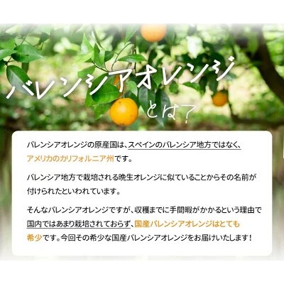 【2025年6月下旬頃発送】【ご家庭用訳あり】希少な国産バレンシアオレンジ　7kg【日高町】