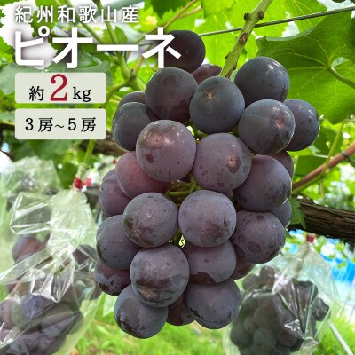 紀州和歌山産ピオーネ　約2kg【日高町】