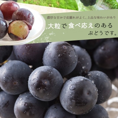 紀州和歌山産ピオーネ　約2kg【日高町】