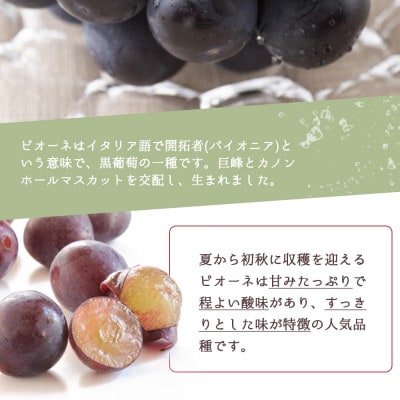紀州和歌山産ピオーネ　約2kg【日高町】