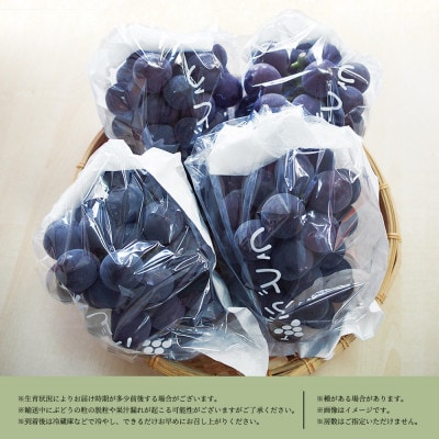 紀州和歌山産ピオーネ　約2kg【日高町】