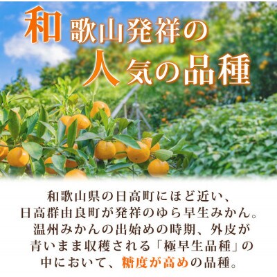 【2025年10月中旬以降より発送】【日高町】紀州和歌山有田産ゆら早生みかん　5kg