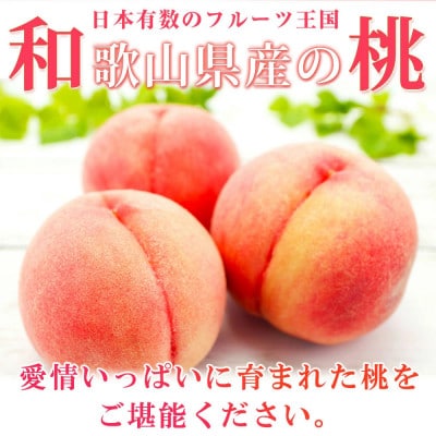 【2025年7月より発送】紀州和歌山産の桃　秀品 3玉 化粧箱入