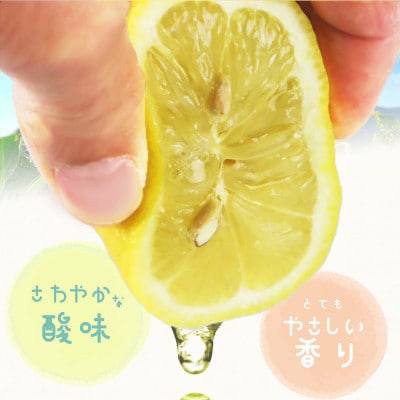 秀品　紀州有田産レモン　2.5kg