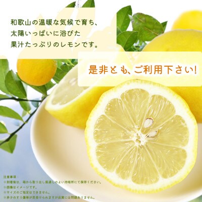 秀品　紀州有田産レモン　2.5kg