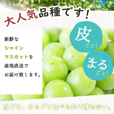 紀州和歌山産シャインマスカット　約1kg