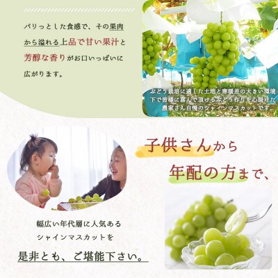 紀州和歌山産シャインマスカット　約1kg