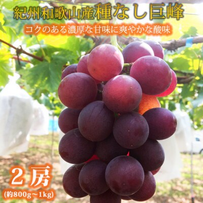 紀州和歌山産の種なし巨峰ぶどう2房(約800g～1kg)
