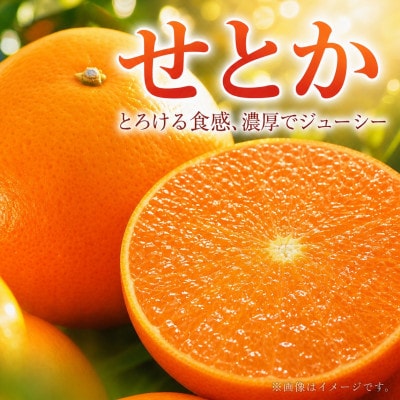 とろける食感!ジューシー柑橘　せとか　約2.5kg
