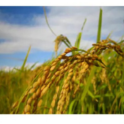 【10月より順次発送】和歌山からの贈り物　日高が生んだ特産品セット(米・こんにゃく・野菜詰め合わせ)