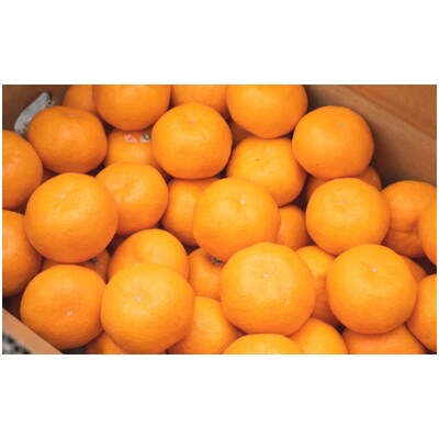 田村みかん約5kg(日高町)