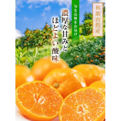 【先行受付】農園直送!ご家庭用濃厚有田みかん　4kg