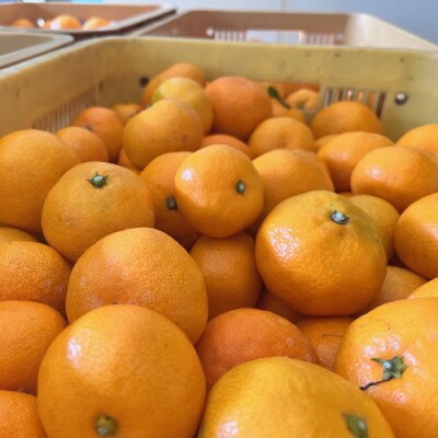 【先行受付 2024年12月から発送】有田育ちのご家庭用訳あり完熟有田みかん　6kg