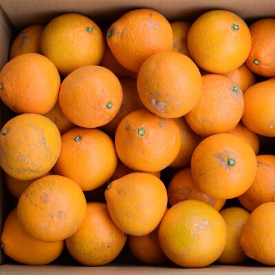 【訳あり・ご家庭用】和歌山由良町産の濃厚清見オレンジ約10kg(日高町)