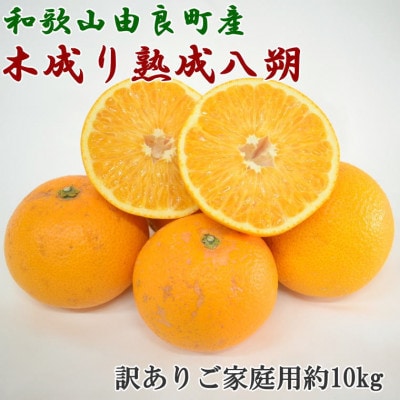 【先行受付】産直　和歌山県由良町産の木成り熟成八朔約10kg(サイズ混合・訳ありご家庭用)(日高町)