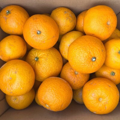 【先行受付】産直　和歌山県由良町産の木成り熟成八朔約10kg(サイズ混合・訳ありご家庭用)(日高町)