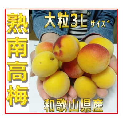 【2024年7月上旬発送】2024/6月より発送　梅干・梅酒用　紀州の熟南高梅(3L-2kg)