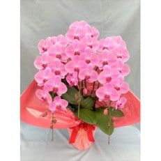 胡蝶蘭　3本立　ピンク　33輪前後(蕾含む)