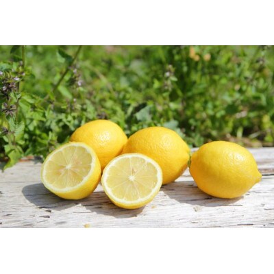 主井農園の国産レモン　お試し用　1kg