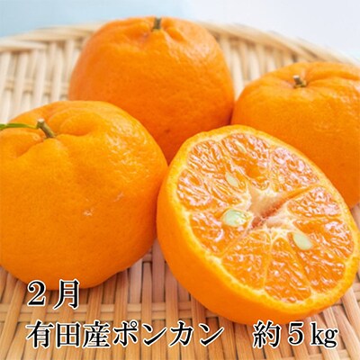 【発送月固定定期便】和歌山の春柑橘定期便全3回