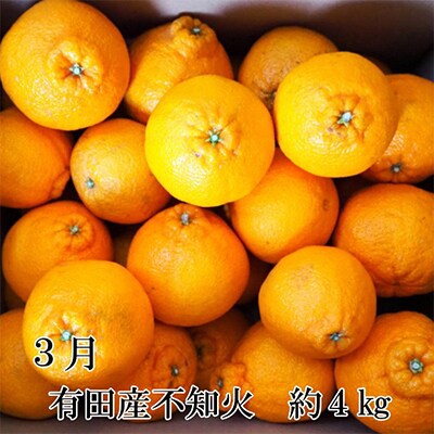 【発送月固定定期便】和歌山の春柑橘定期便全3回