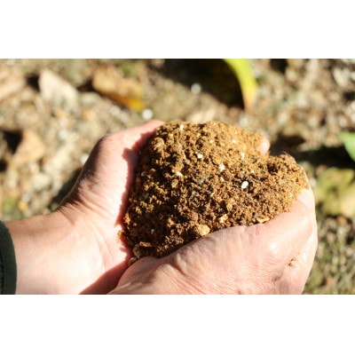 和歌山産　家庭用 完熟木なりハッサクみかん　約10kg　箱入り　M～2Lサイズ