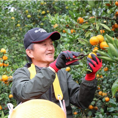 【先行受付】和歌山産　家庭用　宮川早生みかん　約10kg 2S～2Lサイズ【訳ありみかん】