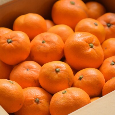 【先行受付】和歌山産　家庭用　宮川早生みかん　約10kg 2S～2Lサイズ【訳ありみかん】