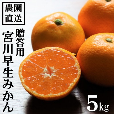 和歌山産　宮川早生　みかん　贈答用　秀品　約5kg箱入り　2S～2Lサイズ